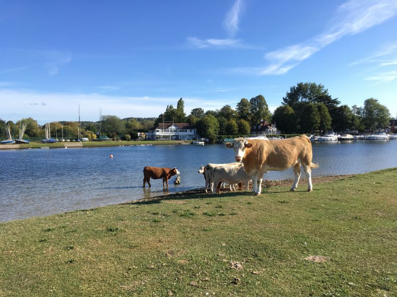 Cattle by the River Thames